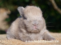 Teddytassens Caj