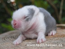 Teddytassens Calle