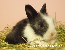 Teddytassens Callops