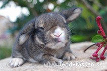 Teddytassens Cambodja