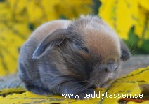 Teddytassens Cameliana