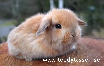 Teddytassens Camilla