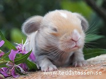 Teddytassens Camillo