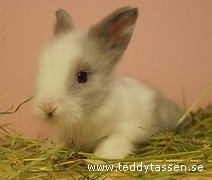 Teddytassens Campi