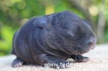 Teddytassens Campini