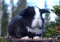 Teddytassens Candy