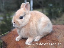 Teddytassens Candy