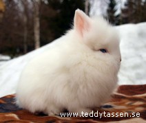 Teddytassens Canel