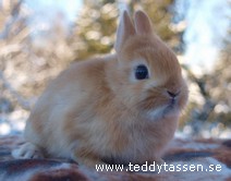 Teddytassens Caramba