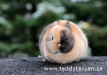 Teddytassens Caramia