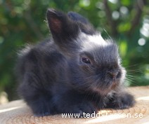 Teddytassens Carl