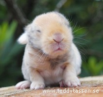 Teddytassens Carola