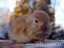 Teddytassens Casino