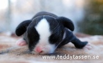 Teddytassens Casper