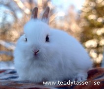 Teddytassens Castanj