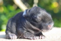 Teddytassens Catharina