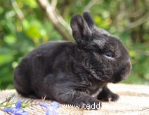 Teddytassens Cathrine