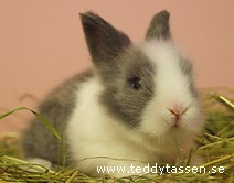 Teddytassens Catti