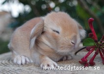 Teddytassens Cayenne