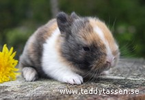 Teddytassens Ceasar