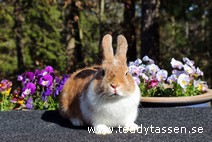 Teddytassens Celine