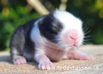 Teddytassens Celine