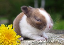 Teddytassens Cesam