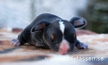 Teddytassens Coca-Carola