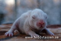 Teddytassens Chance