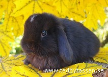 Teddytassens Chanelle