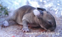 Teddytassens Cirkus