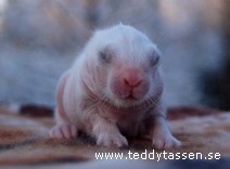 Teddytassens Chess