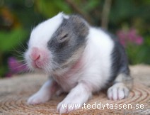Teddytassens Chico