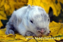 Teddytassens Chiquita