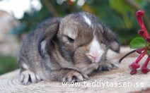 Teddytassens Chrille
