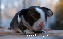 Teddytassens Chris