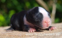 Teddytassens Christoffer