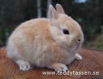 Teddytassens Cinderella