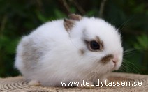 Teddytassens Cute