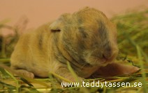 Teddytassens Cindy