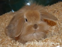 Teddytassens Cingo
