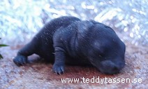 Teddytassens Cher