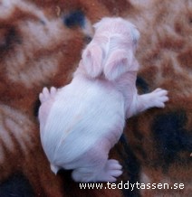 Teddytassens Citrino