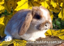 Teddytassens Citron