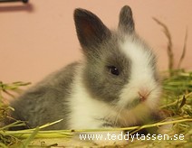 Teddytassens Clude