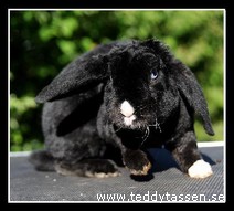 Teddytassens Cnubbe