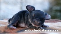 Teddytassens Chip