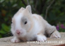 Teddytassens Coccos