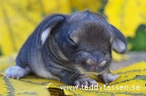 Teddytassens Cocoon