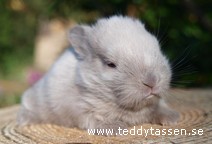 Teddytassens Cocopop